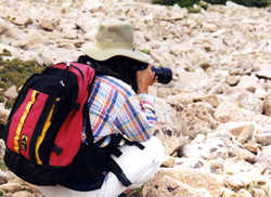 Toshimi Ichikawa is an enthusiastic pika watcher.