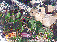 Pretty pika with the big-rooted spring beauty.