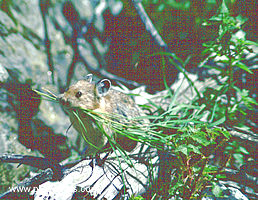 Esmerelda on a log in Cascade Canyon, Grand Teton N P, Wyoming