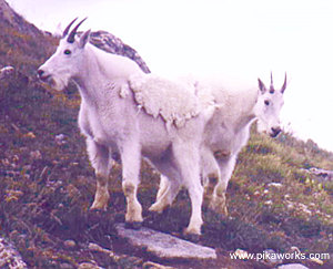Goats at Loveland Pass, CO