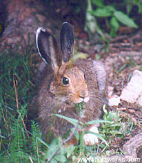 Snowshoe hare eating her dinner at Crater Lake.