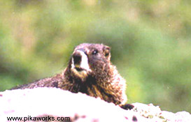 Yellow-bellied Marmot on guard
