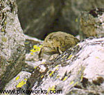 Wee Willy heads into the rocks. See you later.
