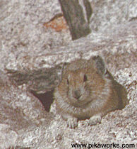 Buddy from Alice Lake in Idaho