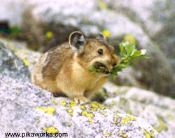 Esmerelda of Grand Teton National Park, Wyoming