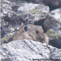 Gramps of Grand Teton National Park, Wyoming