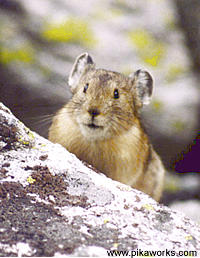 Pika Pete of the Wind  River Range, Wyoming