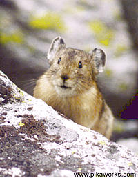 Pika Pete of the Wind River Range, Wyoming