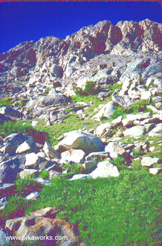 Pika habitat in the North Cascades of Washington