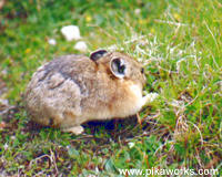 Pika eating grass close to home.