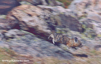 Pika in a rush flies through the air with the greatest of ease.