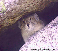 The curious pika can't resist looking to see who's walking by.