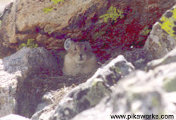 "This is my hay pile!" says the little pika.