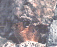 Pika at Mt. St. Helens