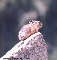 Little pika says, "Please see the cards."