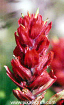 Red Indian Paintbrush