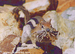 Golden mantled ground squirrel who lives near Bodie, CA