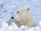 Churchill the Polar Bear