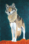 European wolf