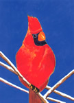 Charlie Cardinal Magnet