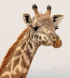 Maasai Giraffe