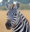 Plains Zebra