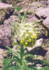 Alpine Thistle