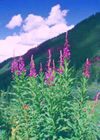 Fireweed