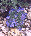 Alpine Forget-me-nots