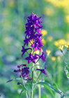 Larkspur