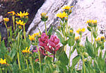 Magenta Paintbrush