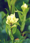 Pale Yellow Paintbrush