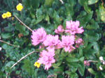 Pink Paintbrush