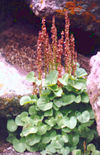 Alpine Sorrel