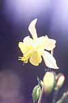 Yellow Columbine