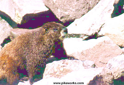 Marmot checking out the passersby