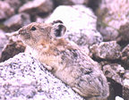 Pikas greet us along the trail in the Maroon Bells