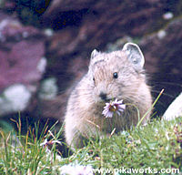 Pika with  an aster mouthful near Snowmass Lake.