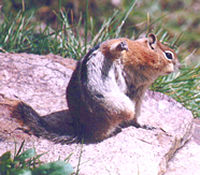 Golden mantled ground squirrel showing off at Crater Lake.