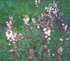 Flowers exploded along the banks of Snowmass Lake.