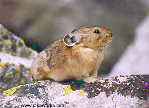 Joan's first encounter with Pika Pete in the Wind River Range of Wyoming
